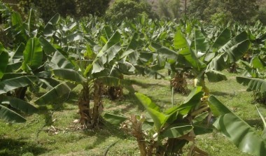 agricultural & Rural development